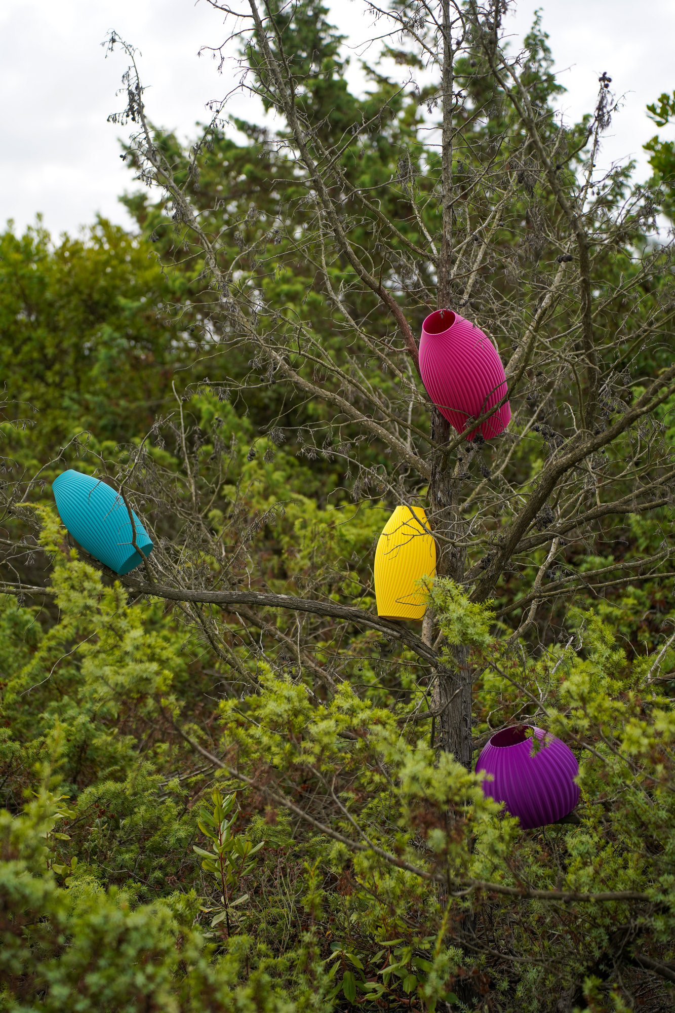 Vasi Shapeless colorati tra i rami di un albero, design fuori dagli schemi